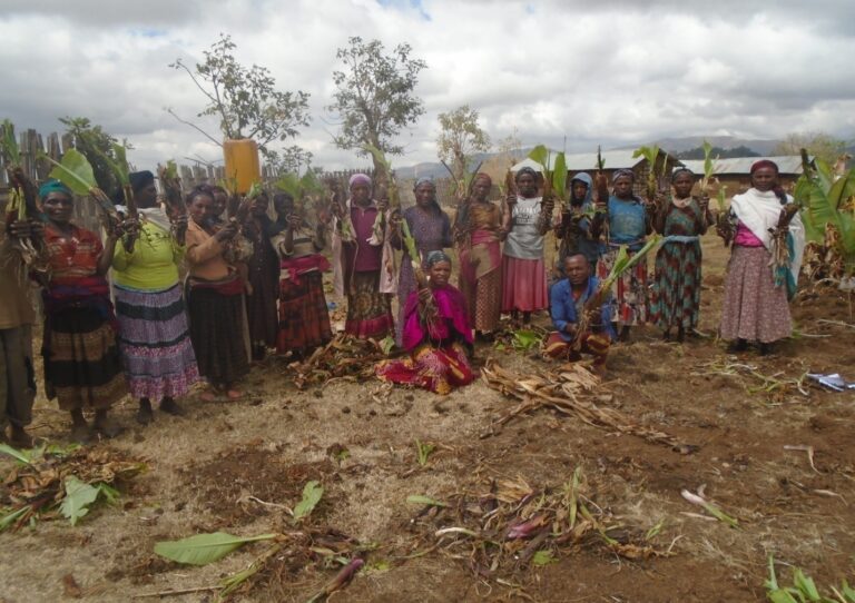 Improving the Livelihood of women of Southwest Ethiopia who Depend on Enset crop (2015-2018)